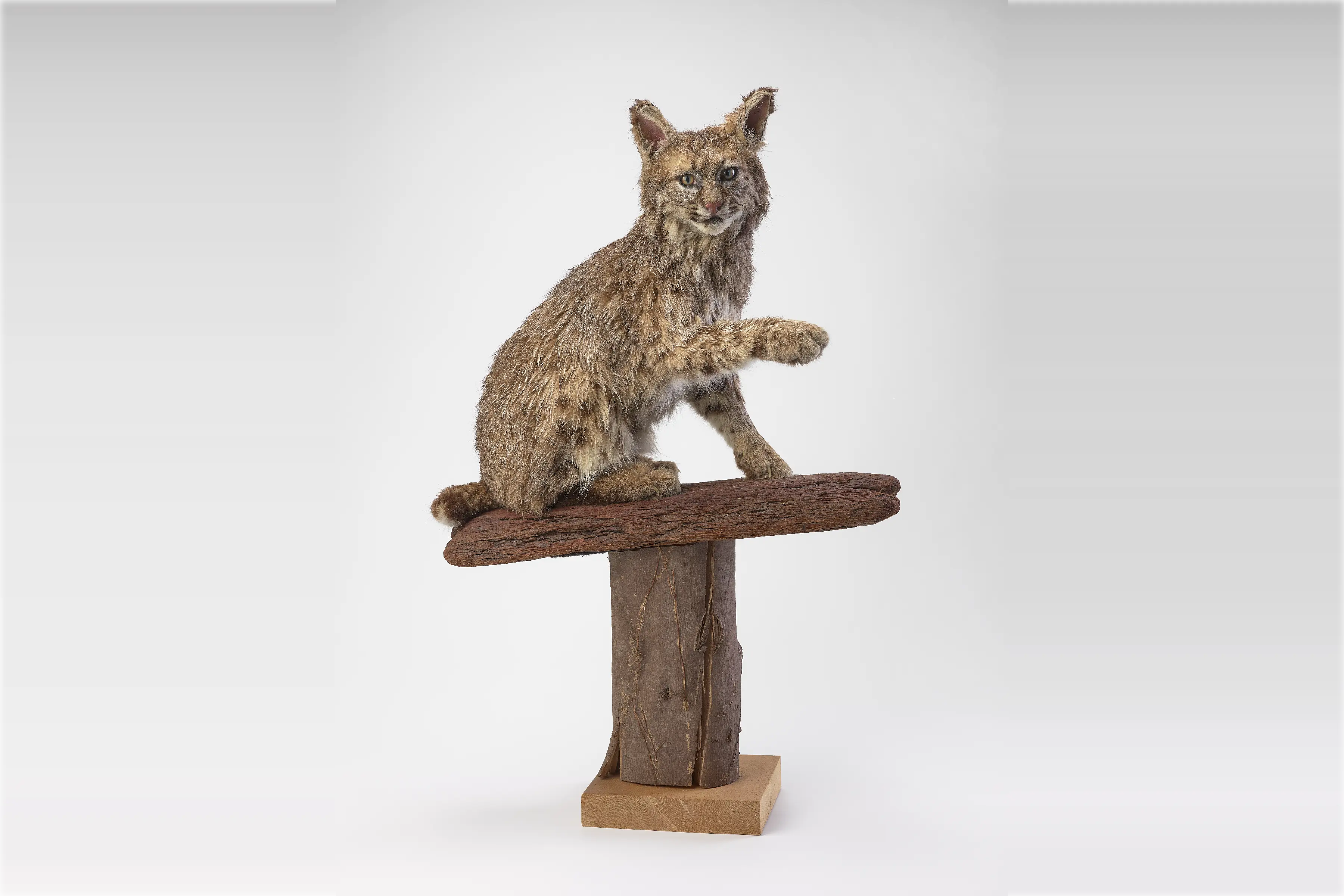 しろくま　剥製 トップ - 重村コレクション 剥製デジタル図鑑