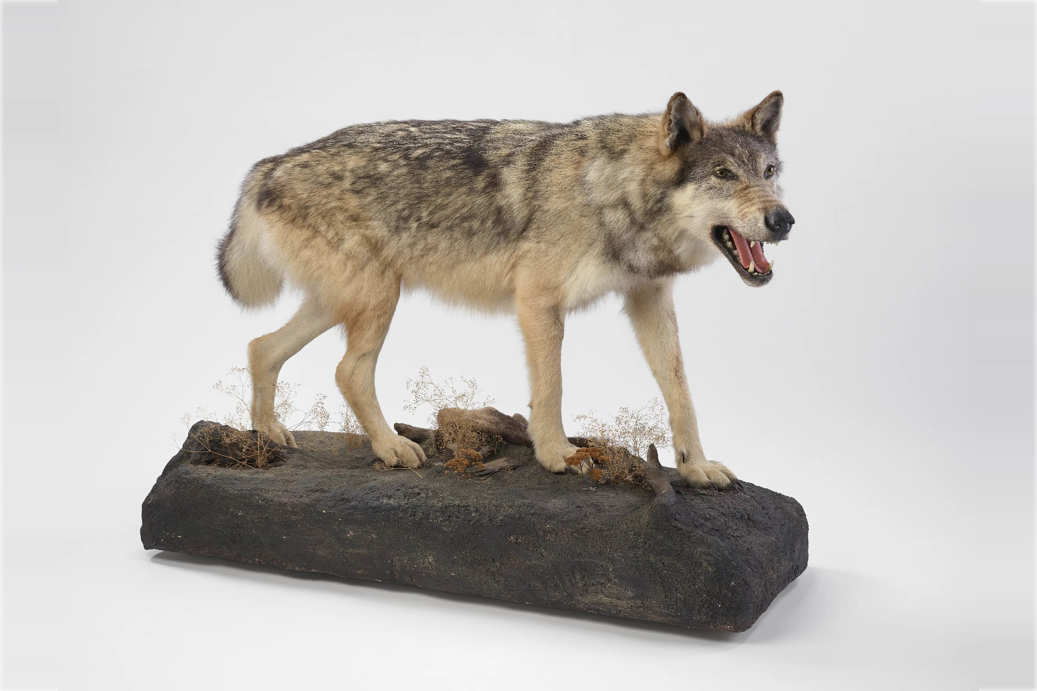 しろくま　剥製 トップ - 重村コレクション 剥製デジタル図鑑